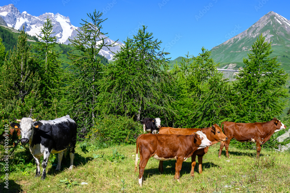 Нerd of cows grazing in alpine meadow neat Col du Lautaret, French Alps