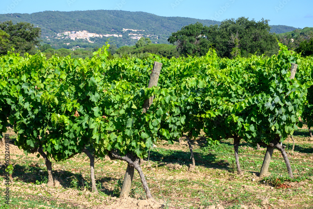 View on green grand cru vineyards Cotes de Provence, production of rose wine near Ramatuelle village, Var, France
