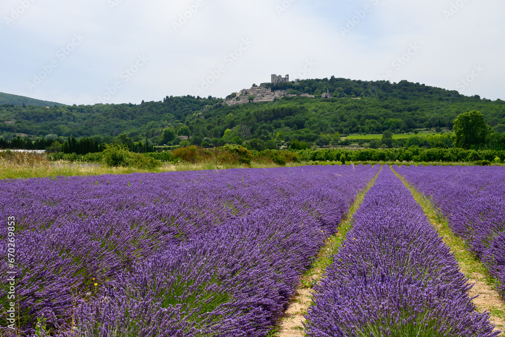 View on rows of blossoming purple lavender, green fiels and Lacoste village in Luberon, Provence, France in July View on rows of blossoming purple lavender, green fiels and Lacoste village in Luberon, Provence, France in July