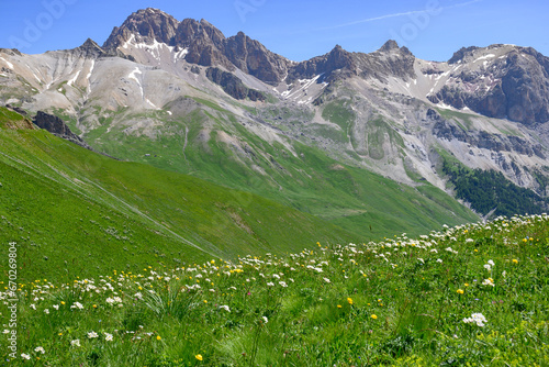 Blossom of colorful wild flowers on alpine meadows neat Col du Lautaret, French Alps