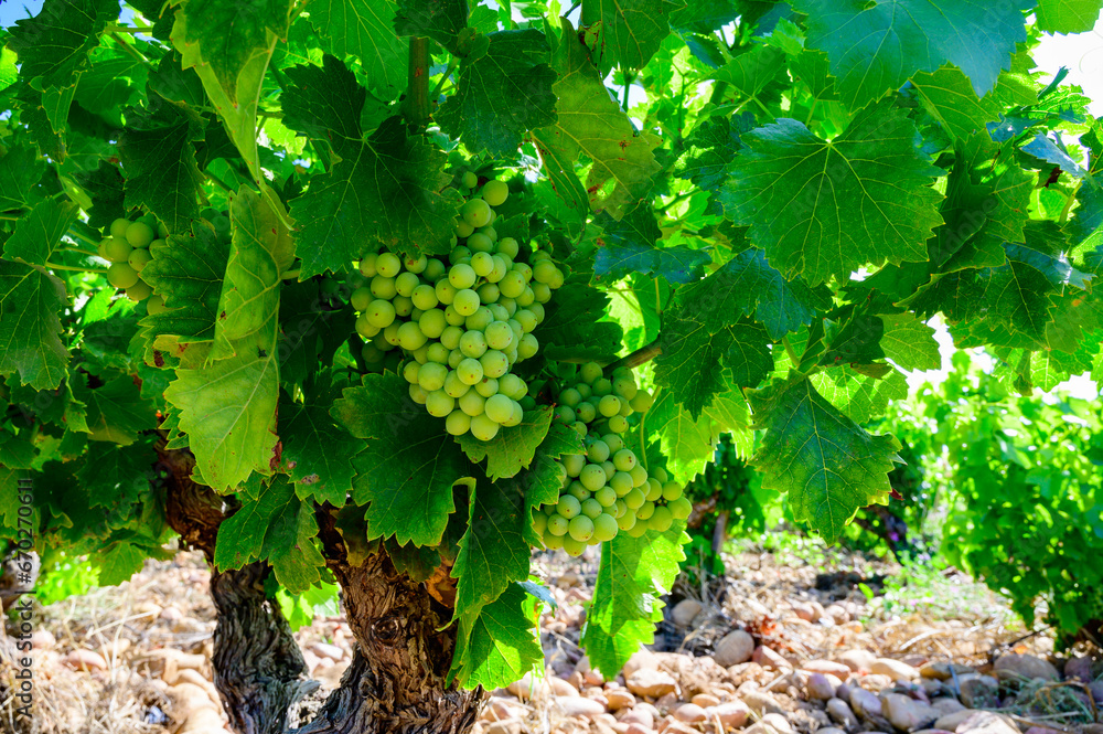 Vineyards of Chateauneuf du Pape appellation with grapes growing on soils with large rounded stones galets roules, lime stones, gravels, sand.and clay, famous red wines, France Vineyards of Chateauneuf du Pape appellation with grapes growing on soils with large rounded stones galets roules, lime stones, gravels, sand.and clay, famous red wines, France