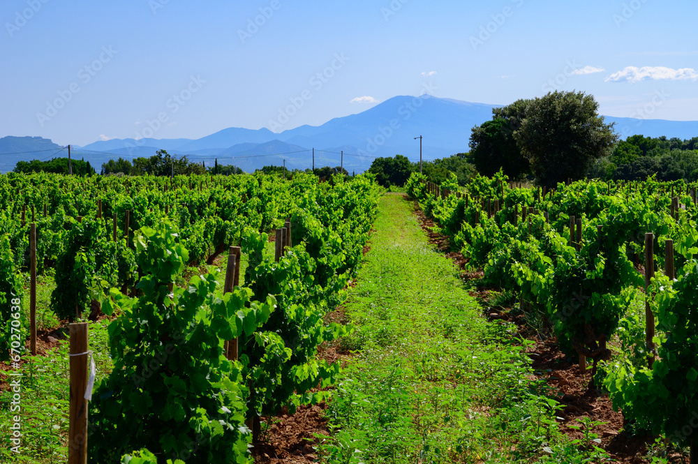 Vineyards of Chateauneuf du Pape appellation with grapes growing on soils with large rounded stones galets roules, lime stones, gravels, sand.and clay, famous red wines, France