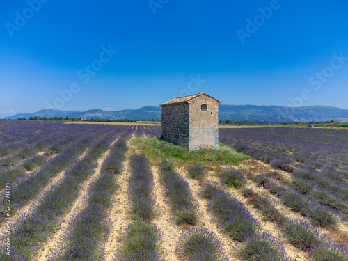 View on Plateau of Valensole with rows of blossoming purple lavender, wheat grain fiels and green trees, Provence, France in July