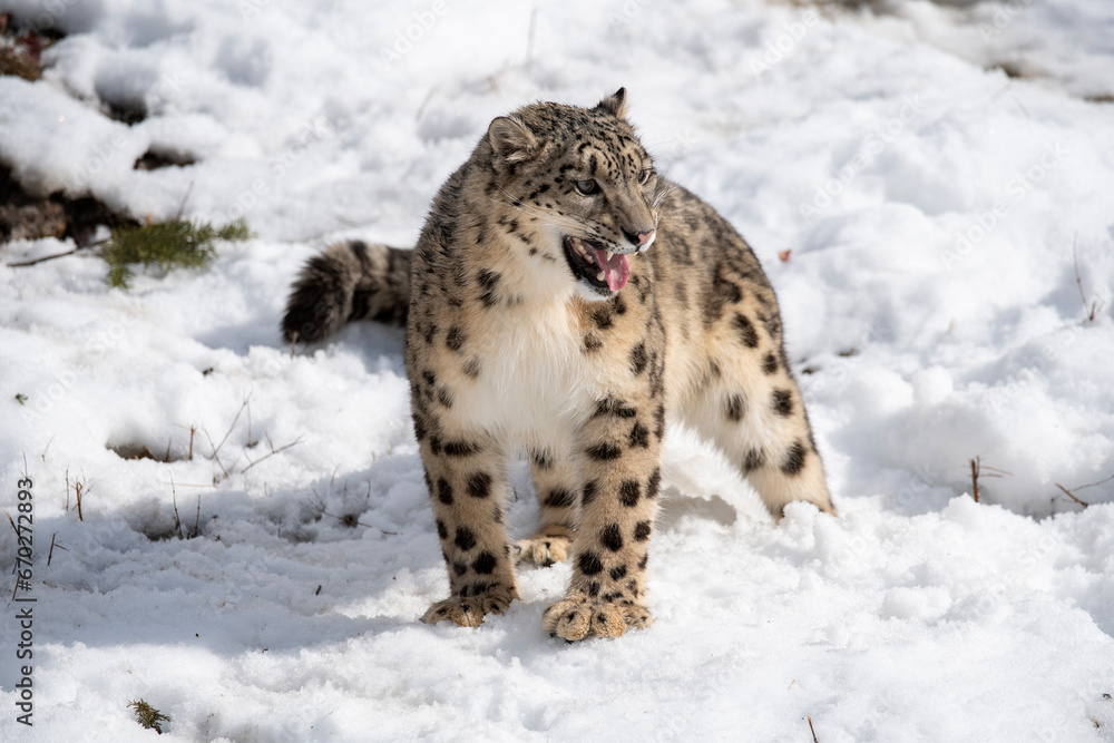 Fototapeta premium Snow Leopard