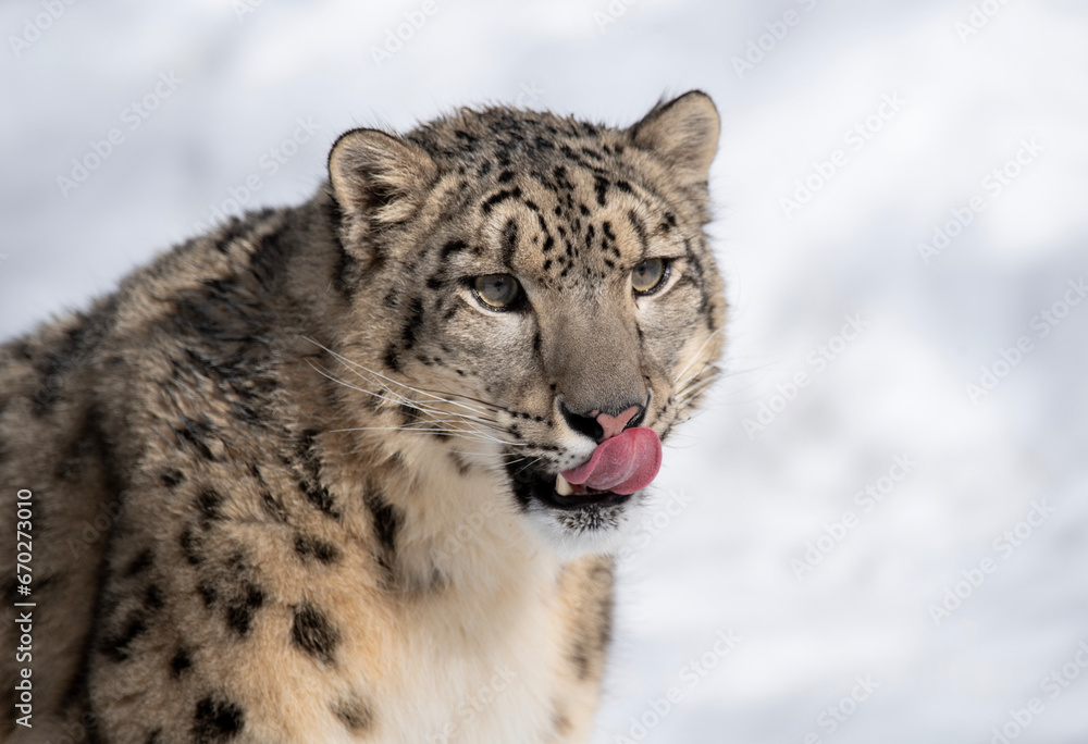 Snow Leopard Snow Leopard