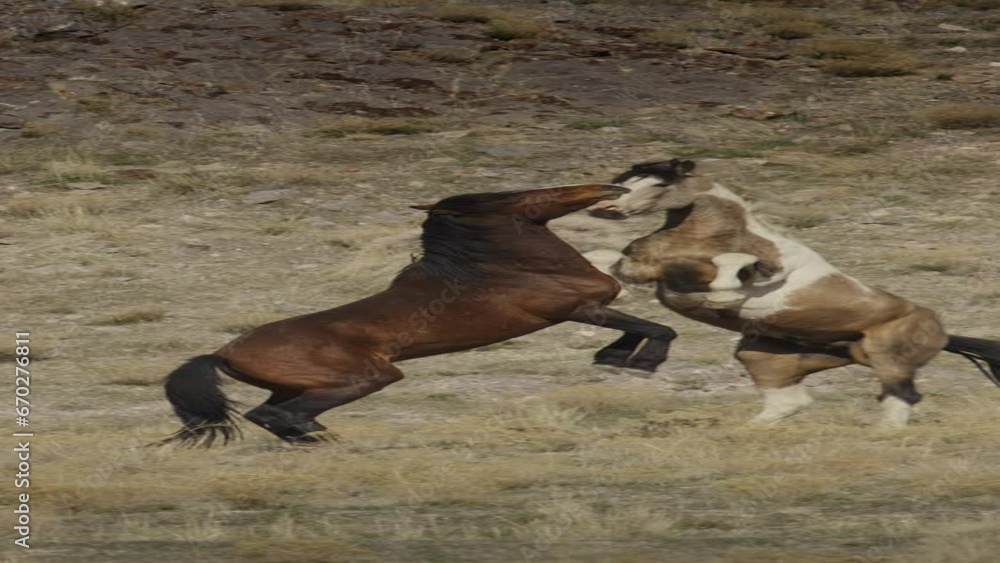 Slow motion of playful horses rearing up in field - vertical video / Dugway, Utah, United States Slow motion of playful horses rearing up in field - vertical video / Dugway, Utah, United States