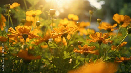 Starry Marigold petals catching the first rays of the morning sun, with a backdrop of lush greenery. © Anmol