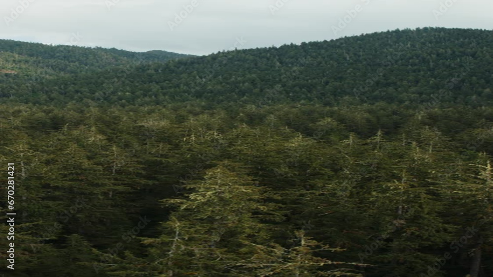 Aerial flyover view of trees in forest near mountain range - vertical video / Neilton, Washington, United States Aerial flyover view of trees in forest near mountain range - vertical video / Neilton, Washington, United States