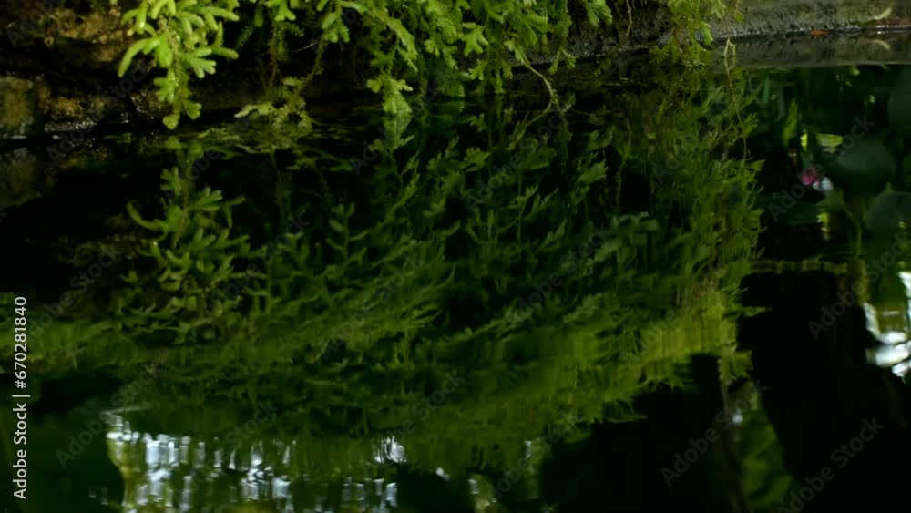 Shadows in the water, with green leaves as reflections Shadows in the water, with green leaves as reflections