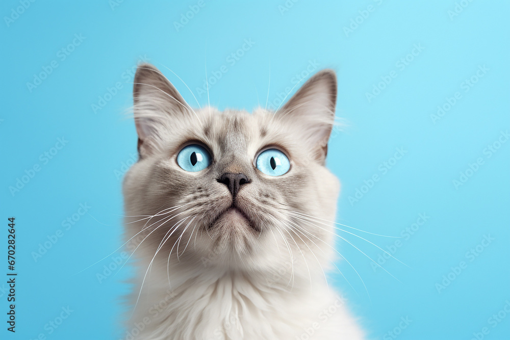 The portrait of a lovely orange  gray  kitten  cat isolated on the blue background shot in the studio, Generative AI.