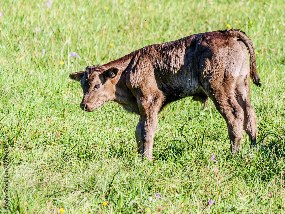 Fototapeta premium Dark Brown Calf