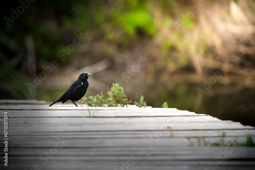 bird enjoying the wonderful nature