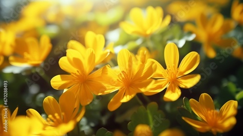 A close-up view of the Celestial Celandine petals  showcasing their intricate celestial patterns in vivid colors.