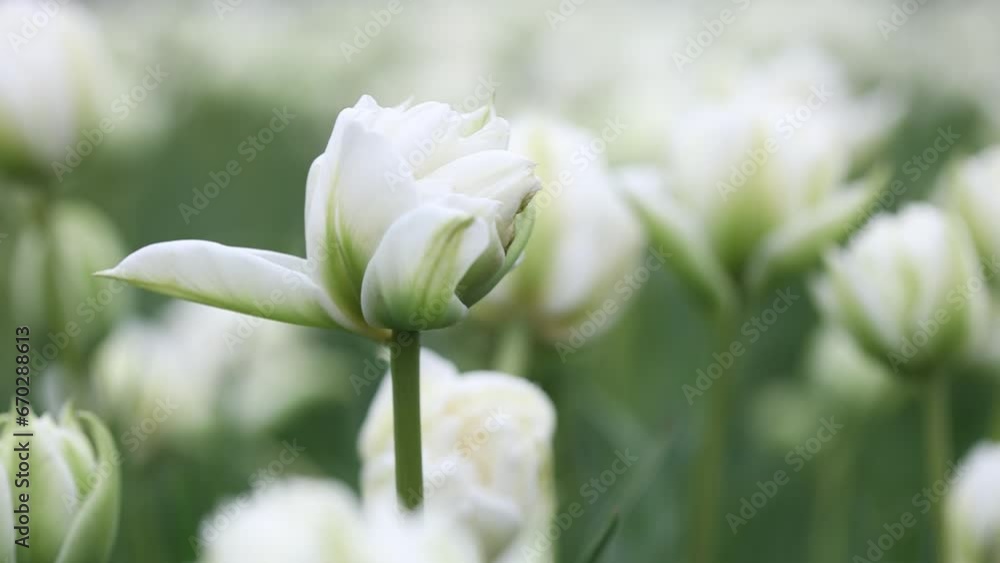 lot of the multicolored tulips lot of the multicolored tulips