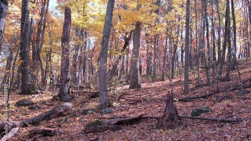 autumn forest in the morning