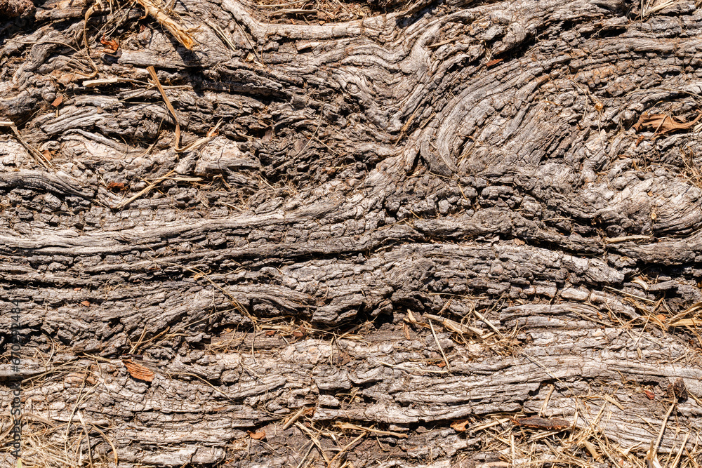 close up of tree bark