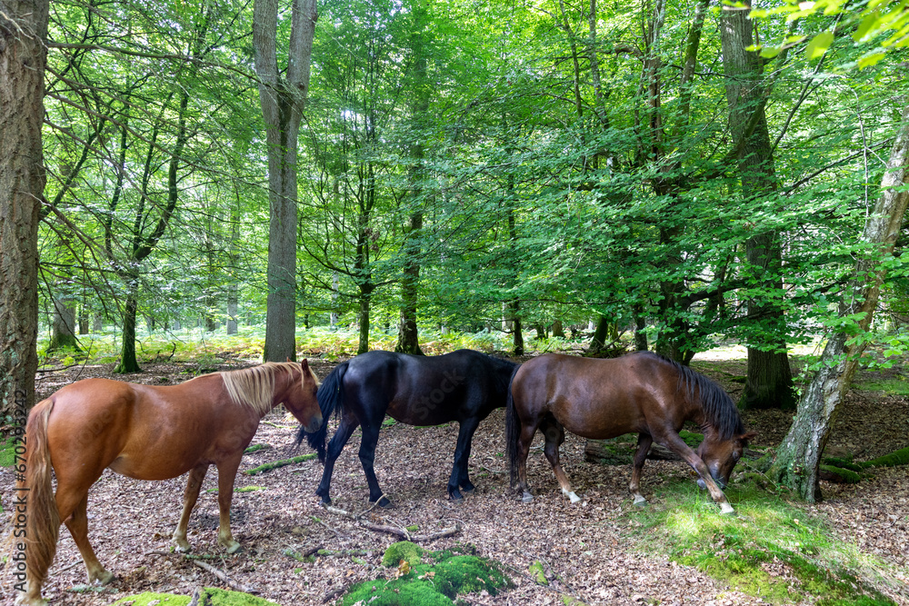 New Forest ponies in Hampshire countryside