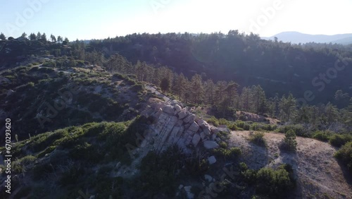 forest in the mountains