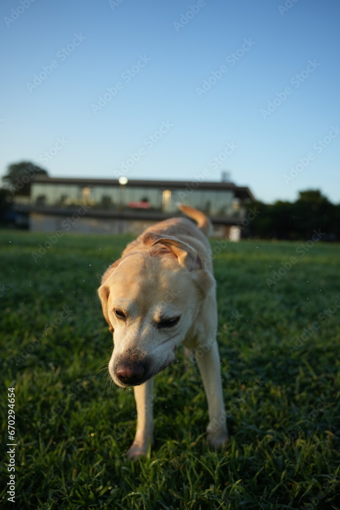 ラブラドールレトリバー　大型犬