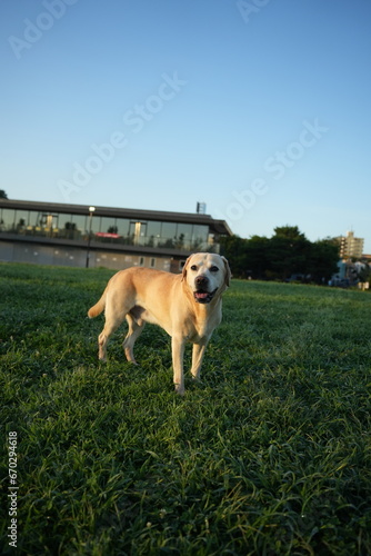 ラブラドールレトリバー 大型犬