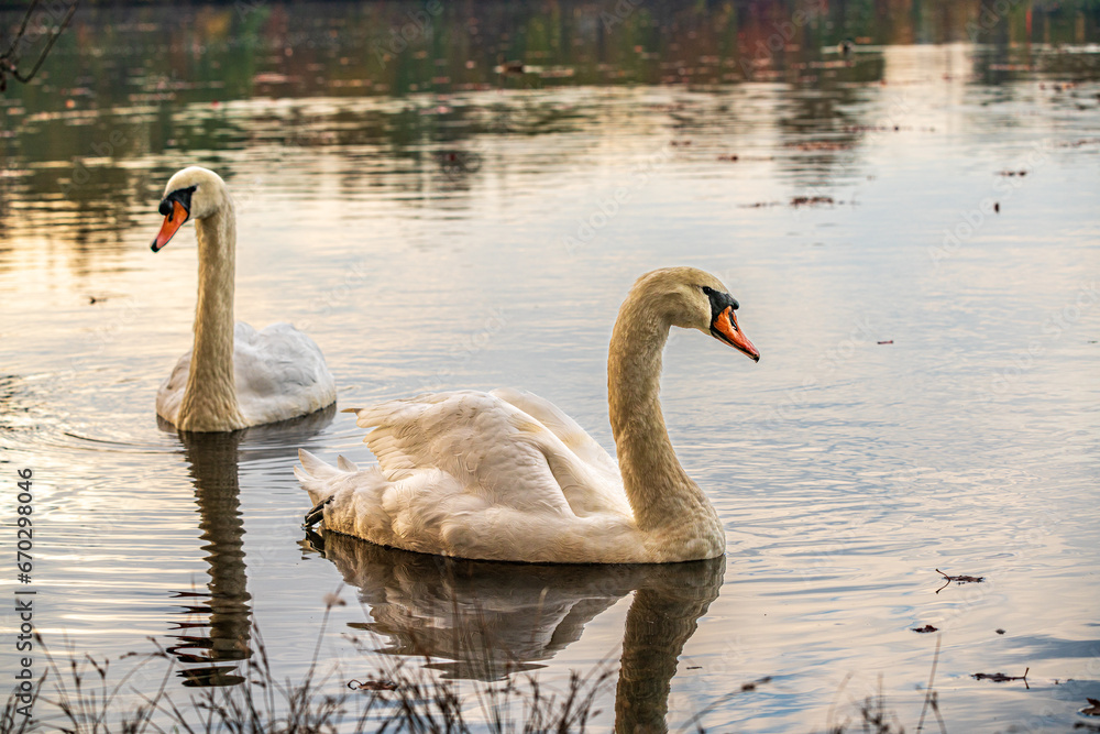 Obraz premium mute swan on the lake in autumn