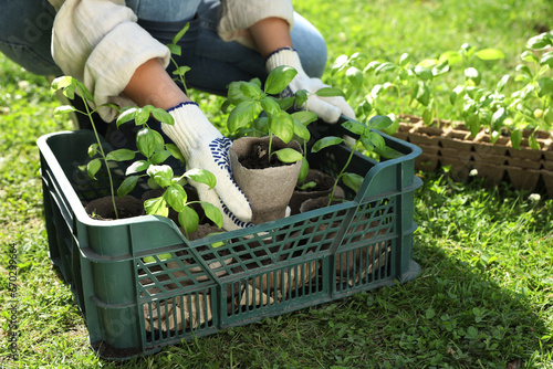 Woman taking seedling from crate outdoors on sunny day, closeup