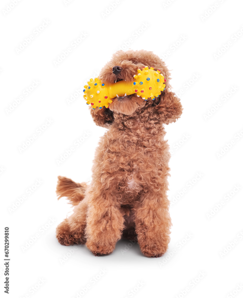 Cute Maltipoo dog playing with toy on white background. Lovely pet - obrazy, fototapety, plakaty 
