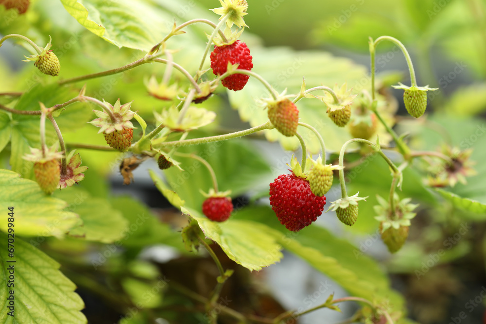 Small wild strawberries growing outdoors. Seasonal berries Small wild strawberries growing outdoors. Seasonal berries