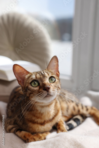 Cute Bengal cat on windowsill at home. Adorable pet