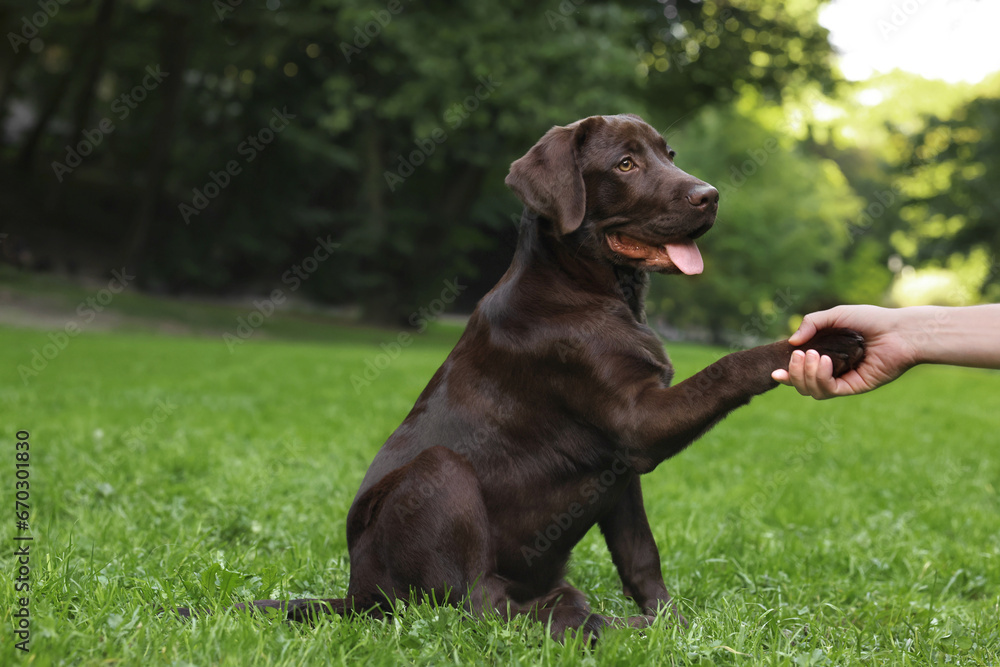 Adorable Labrador Retriever dog giving paw to owner in park, closeup. Space for text Adorable Labrador Retriever dog giving paw to owner in park, closeup. Space for text