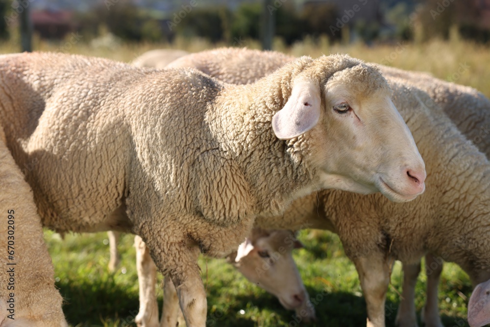 Cute sheep grazing outdoors on sunny day. Farm animals Cute sheep grazing outdoors on sunny day. Farm animals