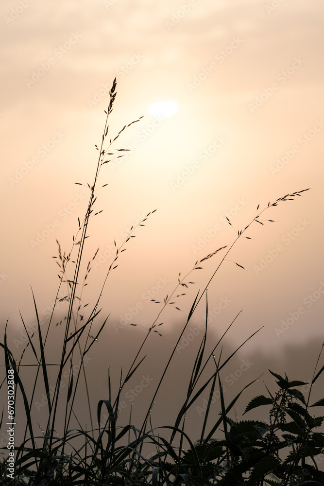 Fototapeta premium Herbs in thick fog at sunrise against the backdrop of the rising sun. Picturesque landscapes. Idyllic rural landscape. Pure nature, environment, ecology. Can be used as background.