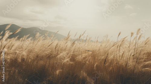 Dried long grass  Low level shot - Generative AI