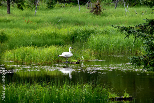 White Swan at a grassy pond in Alaska