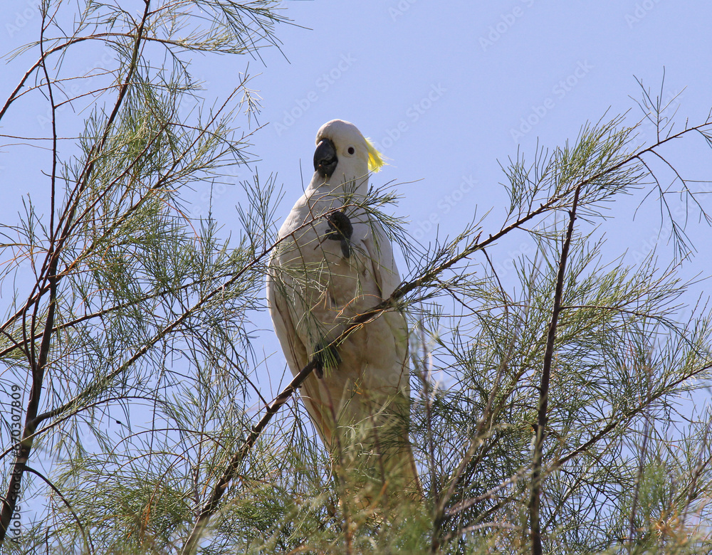 Sulphur-crested cockatoo bird sitting in a tree with a branch in its claw
