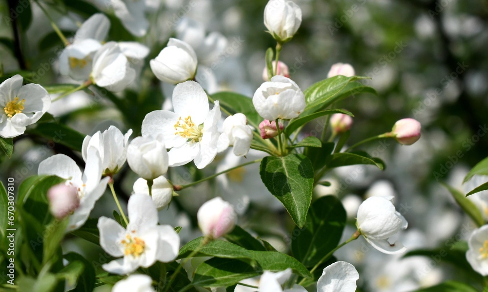 Obraz premium white apple blossoms 