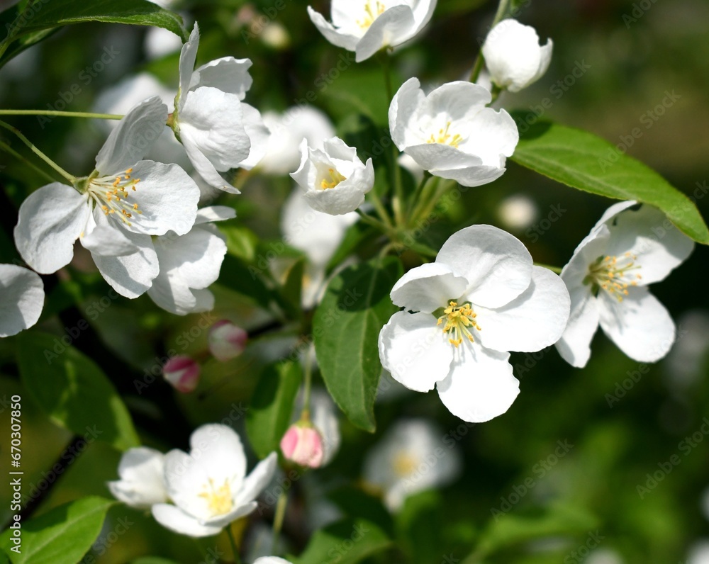 apple tree blossom