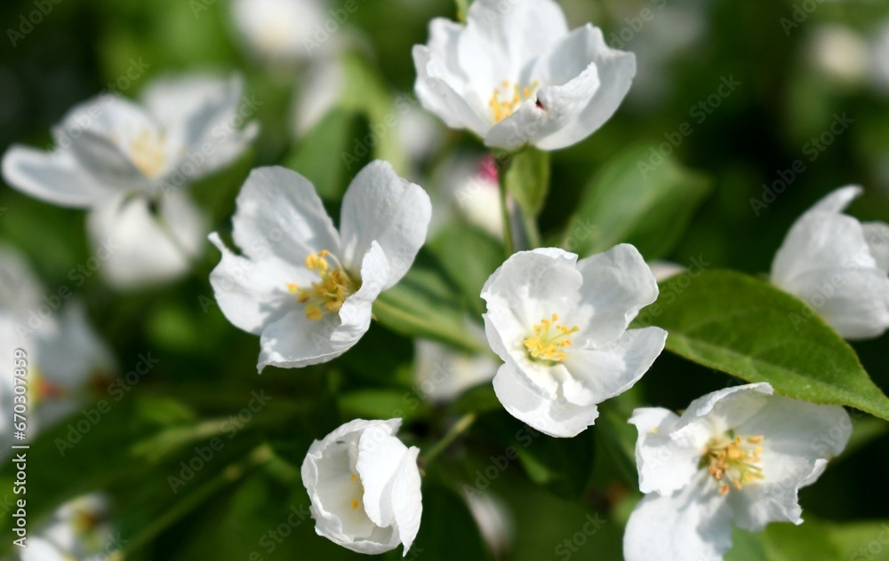 White apple blossoms White apple blossoms