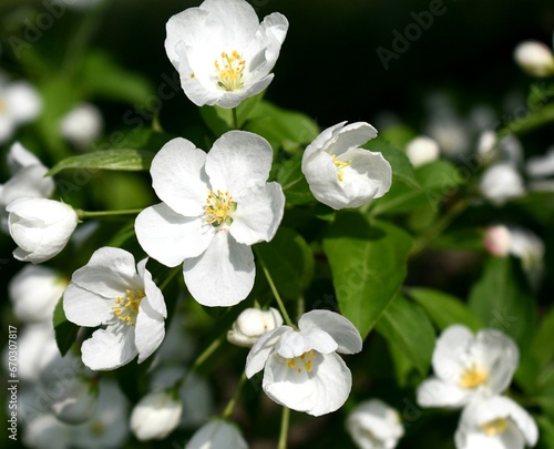 White spring Apple blossoms  © Devan