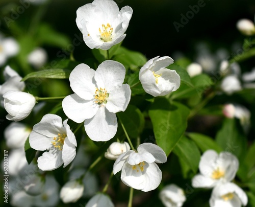 White spring Apple blossoms 