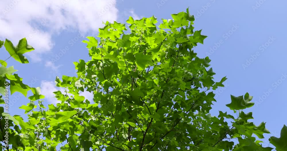beautiful foliage tree tulip tree with green foliage, beautiful foliage tree tulip tree in sunny weather beautiful foliage tree tulip tree with green foliage, beautiful foliage tree tulip tree in sunny weather