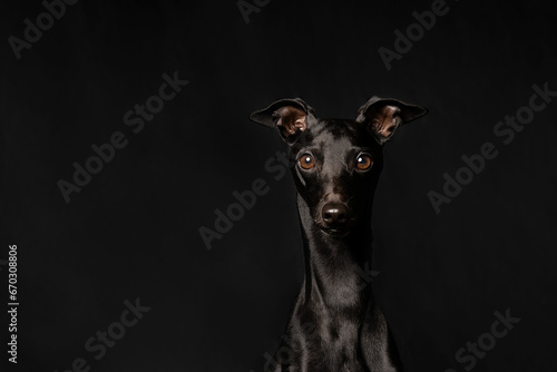 portrait of a black dog on a black background