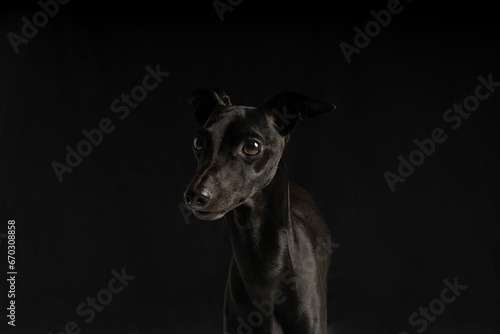 black dog portrait © Alina