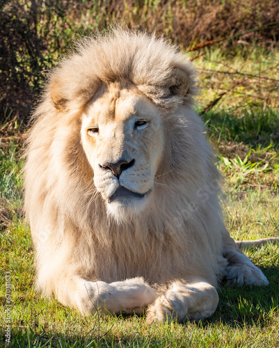 White lion in Tenikwa Wildlife Rehabilitation and Awareness Centre in Plettenberg Bay  South Africa