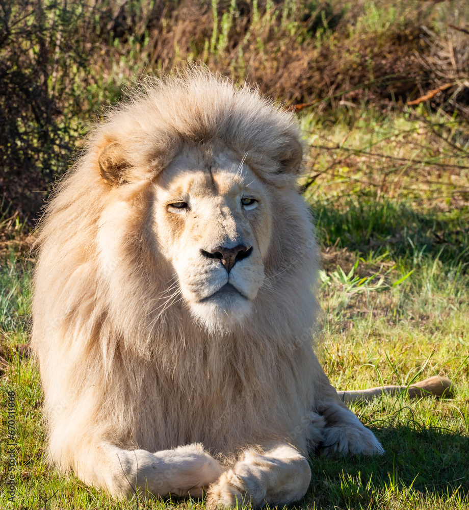 White lion in Tenikwa Wildlife Rehabilitation and Awareness Centre in Plettenberg Bay, South Africa