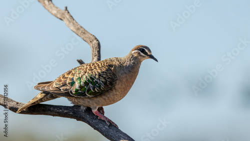 Common Bronzewing (Phaps chalcoptera)