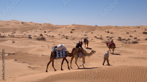 Dromedary camels (Camelus dromedarius) on a camel trek in the Sahara Desert, outside of Douz, Tunisia © Angela