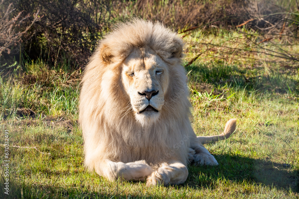 Obraz premium White lion in Tenikwa Wildlife Rehabilitation and Awareness Centre in Plettenberg Bay, South Africa