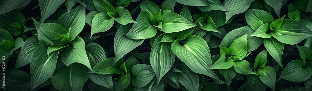 Obraz premium Close up Green Leaves, Leaves Texture, Nature Banner, Wallpaper Banner