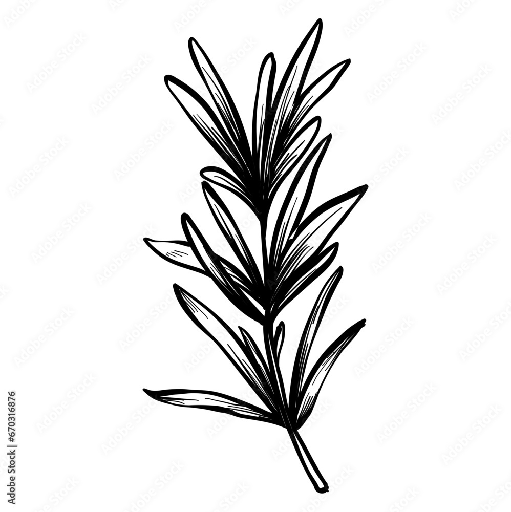 leaf hand drawn leaf hand drawn